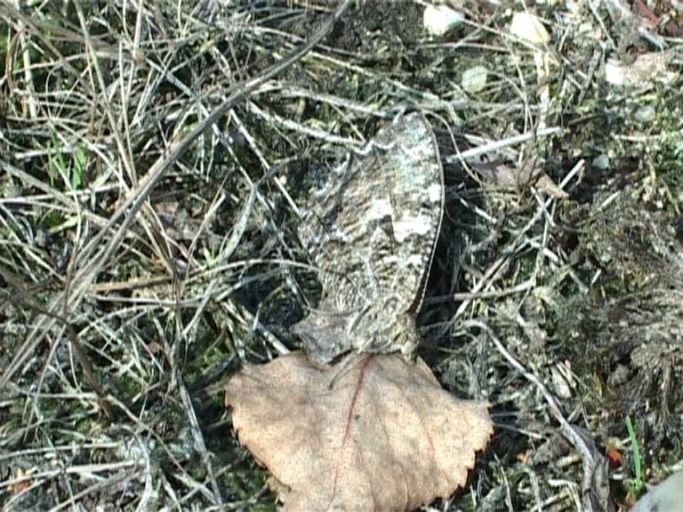 Ockerbindiger Samtfalter ( Hipparchia semele ), Flügelunterseite : Brüggen, Brachter Wald, 22.08.2006